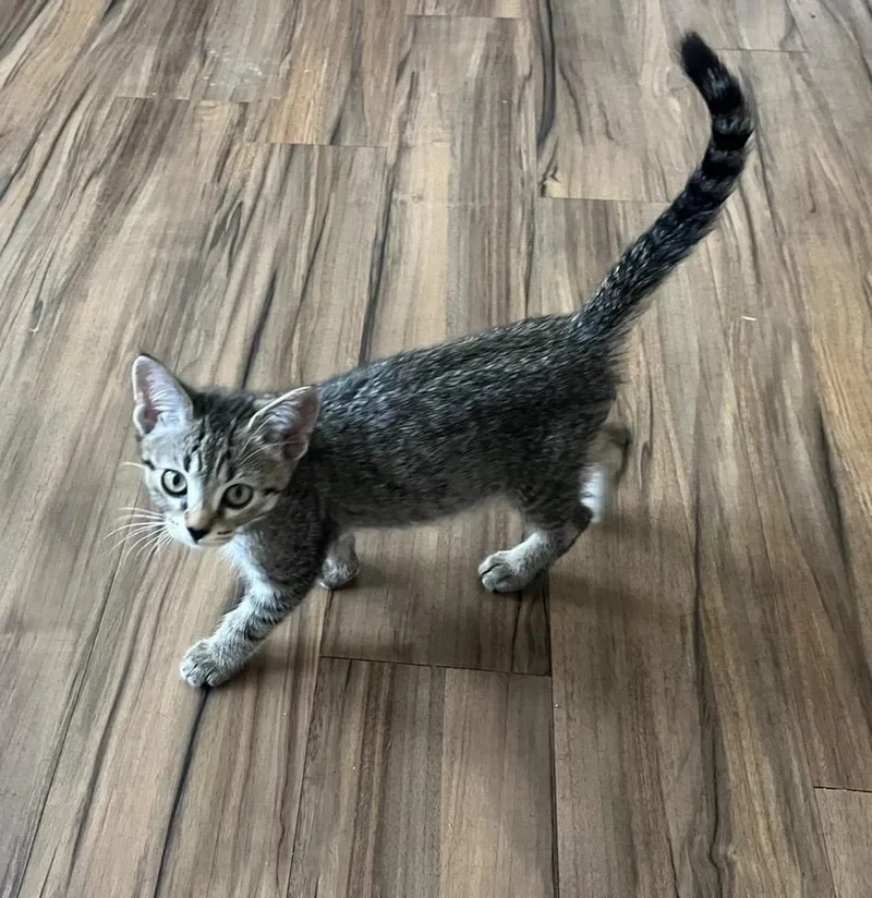 A baby small-sized male Brown / Chocolate Domestic Short Hair cat named Marvin Bennet for adoption in Chandler, AZ