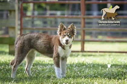 A young medium-sized female Siberian Husky dog named B Seraphina for adoption in North Charleston, SC