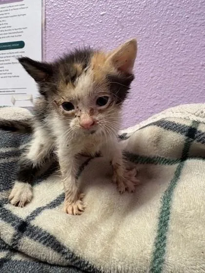 A baby small-sized female White Domestic Short Hair cat named Pua for adoption in El Paso, TX