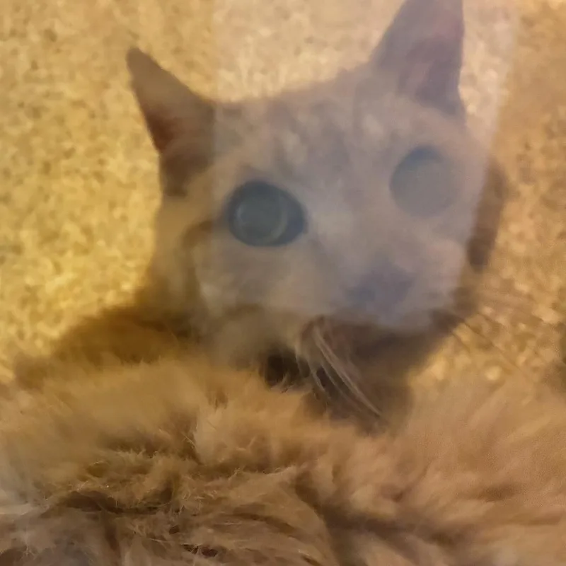 A senior medium-sized male Orange / Red Domestic Short Hair cat named 71827 for adoption in Harrisonburg, VA