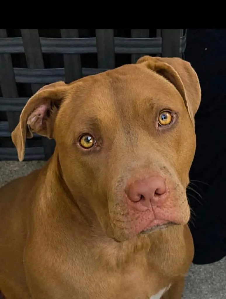 An adult large-sized female Pit Bull Terrier dog named Tracey for adoption in Minneapolis, MN