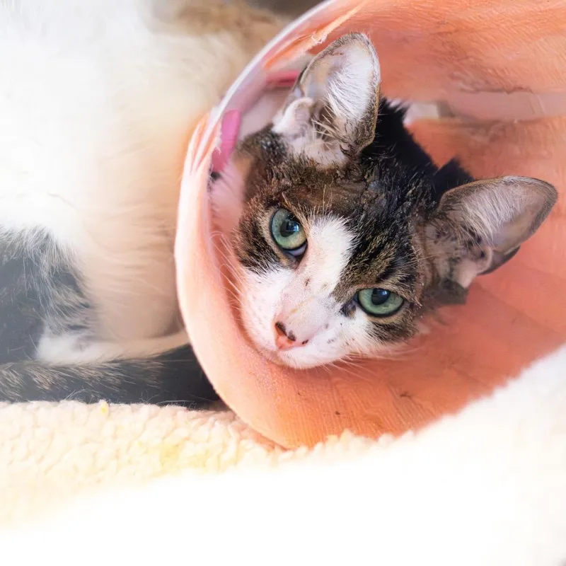 An adult medium-sized female Brown / Chocolate Domestic Short Hair cat named Star for adoption in Newark, DE