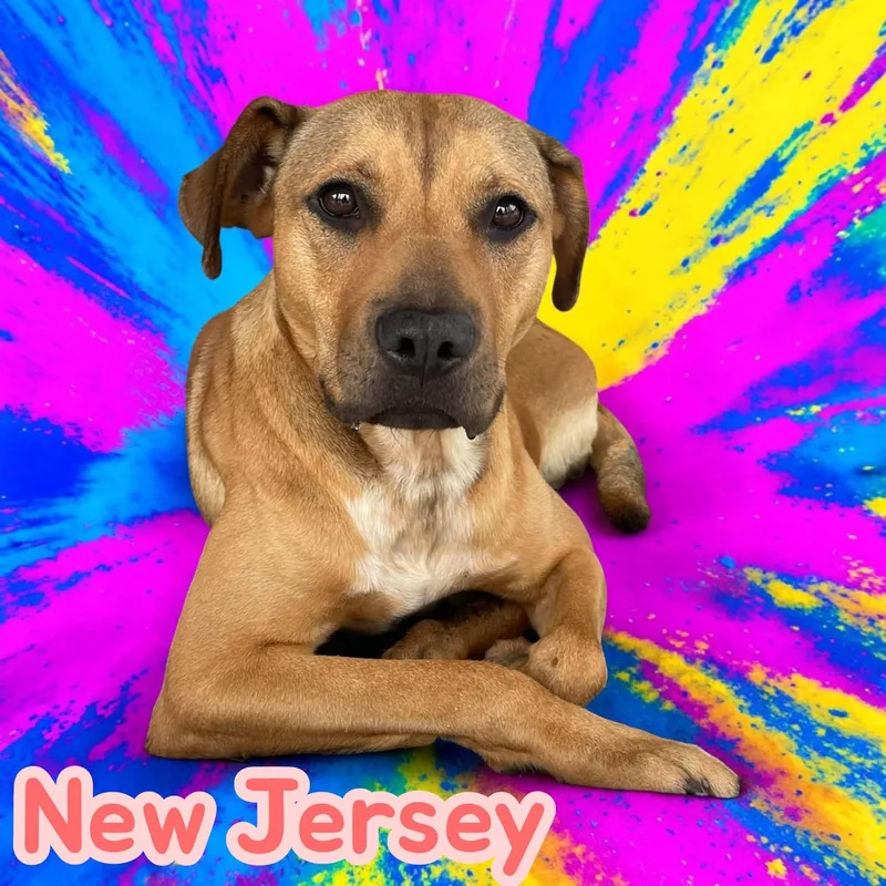 A young medium-sized female Black Mountain Cur dog named New Jersey Social for adoption in Chuckey, TN