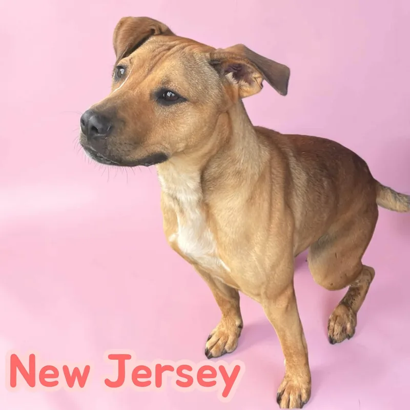 New Jersey  Social thumbnail 2