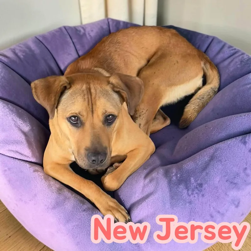 New Jersey  Social thumbnail 3
