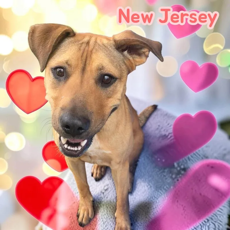 New Jersey  Social thumbnail 4
