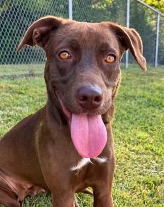 A young medium-sized female Brown / Chocolate Weimaraner dog named Cinnamon for adoption in Washington, DC