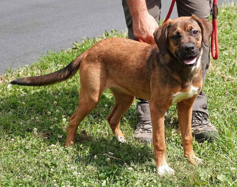 A young medium-sized female Brown / Chocolate Shepherd dog named Angel for adoption in Millfield, OH