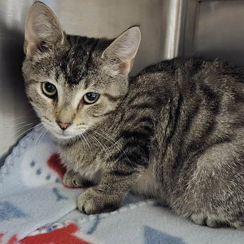 A baby medium-sized male Tabby (Brown / Chocolate) Domestic Short Hair cat named Pinecone for adoption in Watertown, WI