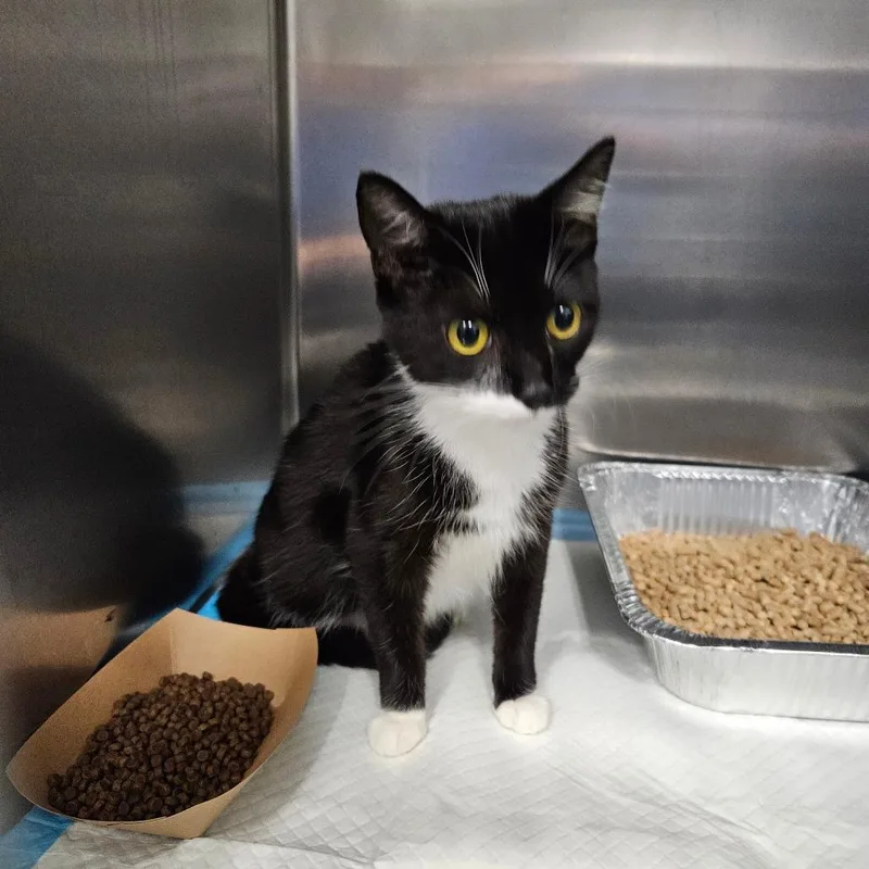 A young medium-sized female Black Domestic Short Hair cat named Mulan for adoption in Greensboro, NC