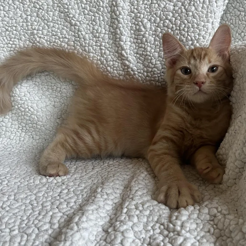Titan