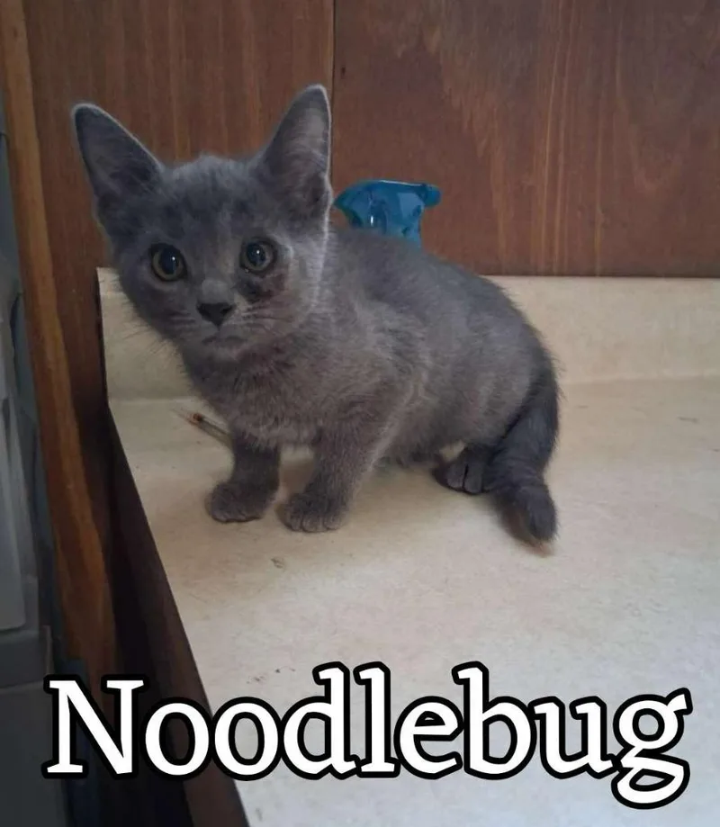 A baby small-sized female Domestic Short Hair cat named Noodlebug for adoption in Hillsboro, OH
