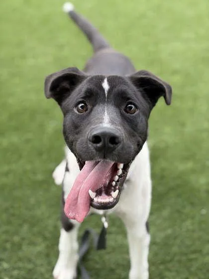 A young medium-sized male Mixed Breed dog named Garbanzo for adoption in Fresno, CA