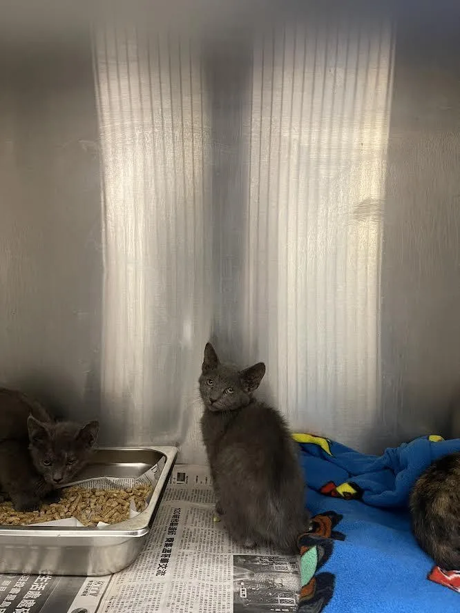 A baby small-sized male Domestic Short Hair cat named Hermes for adoption in Los Angeles, CA
