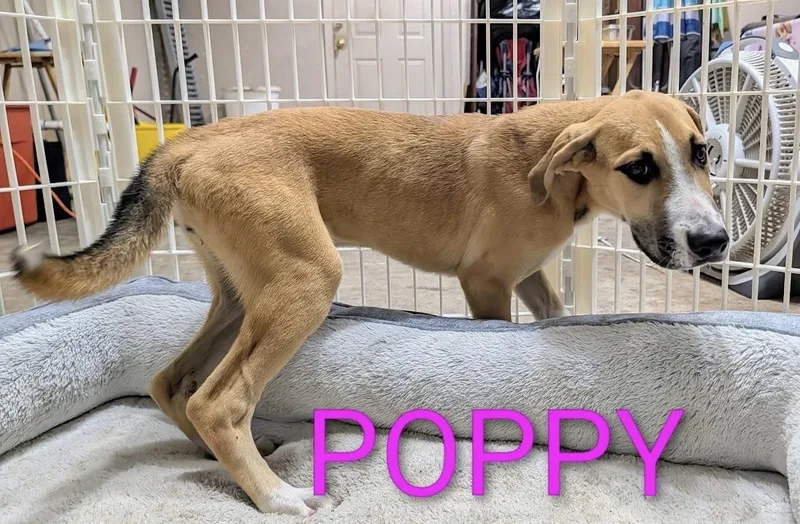 Poppy thumbnail 3