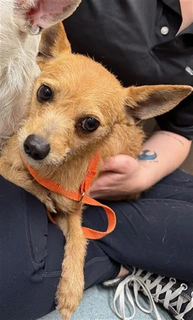 A young small-sized female Chihuahua dog named Chloe for adoption in Baytown, TX