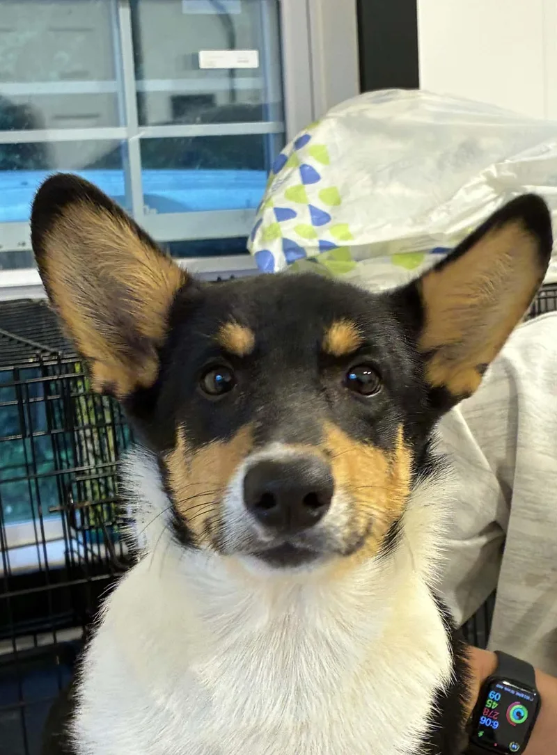 A baby small-sized male Pembroke Welsh Corgi dog named James for adoption in Havertown, PA