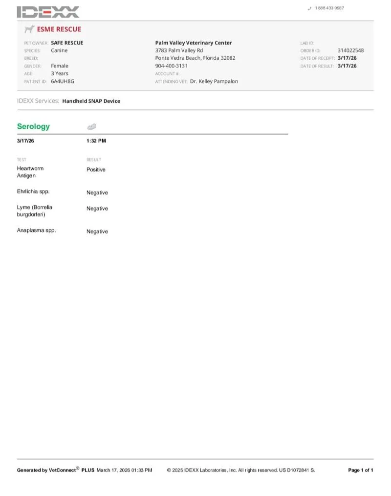 An adult medium-sized female Labrador Retriever dog named Esme for adoption in St. Augustine, FL