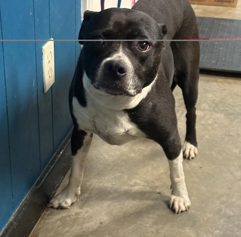 A young medium-sized female Labrador Retriever dog named Stardust for adoption in Ozark, AL