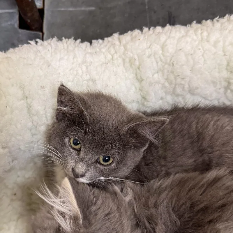 A baby small-sized female Gray / Blue / Silver Domestic Medium Hair cat named Thelma for adoption in Gainesville, GA