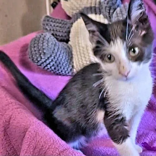 A baby medium-sized male Black & White / Tuxedo Domestic Short Hair cat named Jacob for adoption in Rutherfordton, NC
