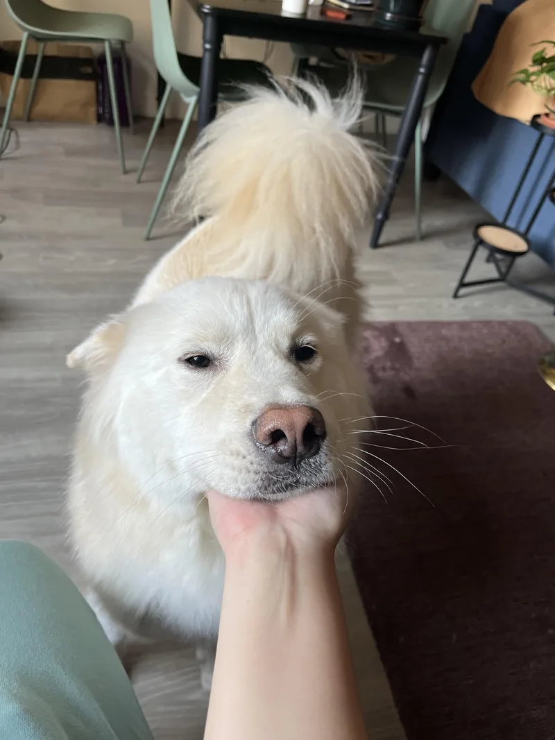 An adult medium-sized male Samoyed dog named Casper for adoption in Duluth, GA