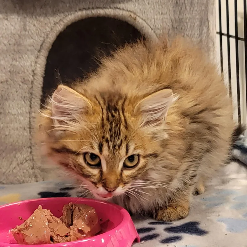 A baby medium-sized male Tabby (Buff / Tan / Fawn) Domestic Long Hair cat named Carmel for adoption in Wyandotte, MI