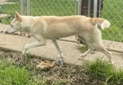 An adult medium-sized female White / Cream Shepherd dog named Zola for adoption in Glasgow, KY