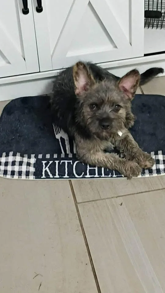 A baby small-sized female Terrier dog named Rayna for adoption in Berlin, NJ