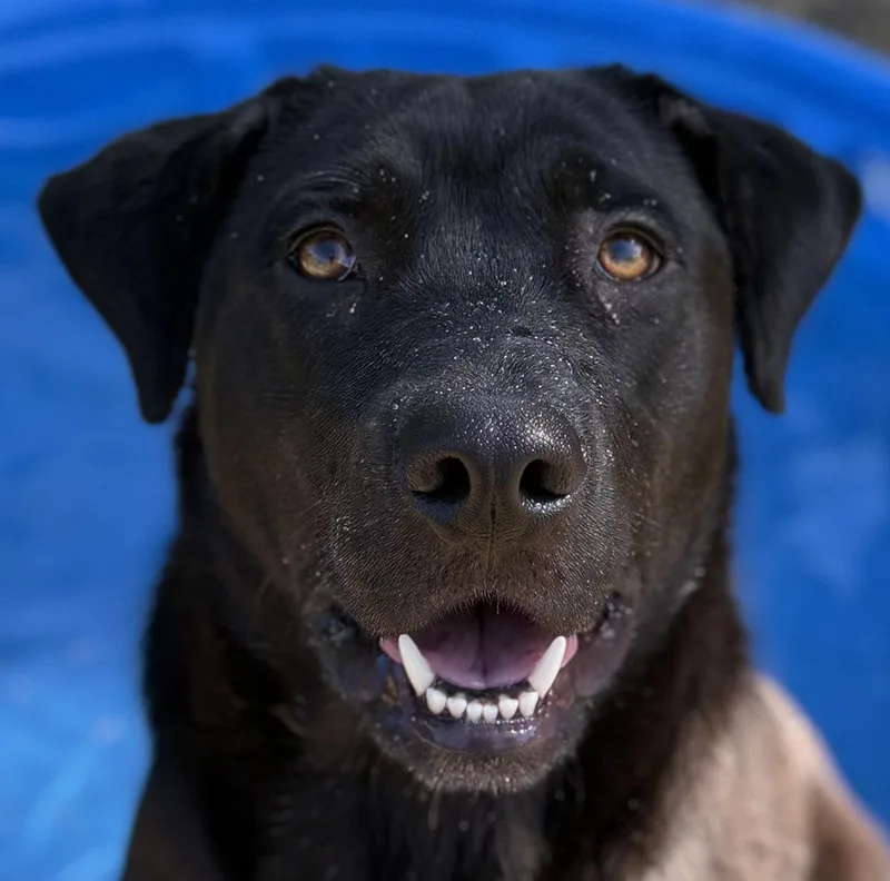 A young medium-sized female Black Labrador Retriever dog named River Girl for adoption in Concord, CA