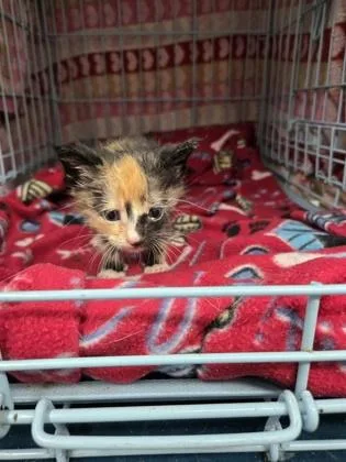A baby small-sized female Domestic Short Hair cat named Vanillie for adoption in Gainesville, FL