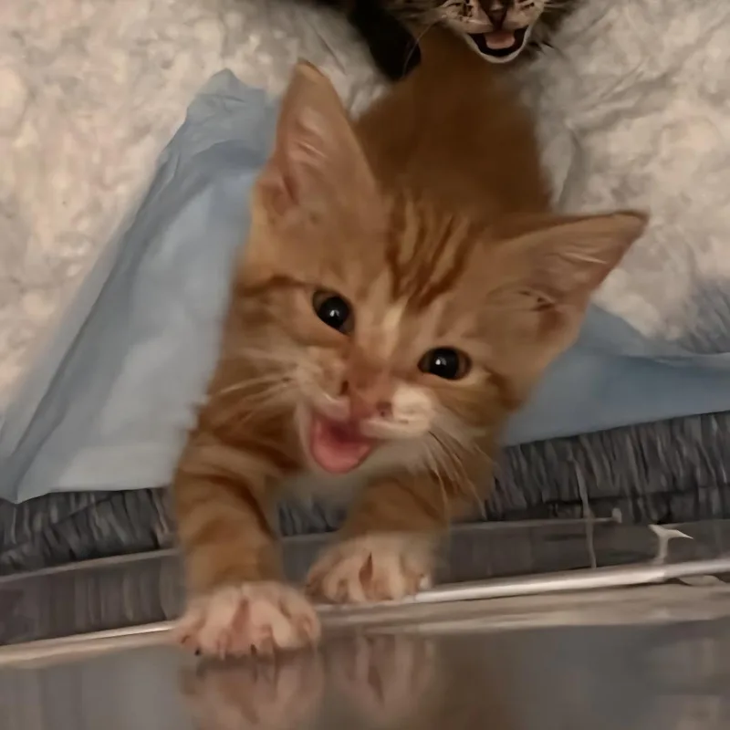 A baby small-sized male Orange / Red Domestic Short Hair cat named Dreamsicle for adoption in Middleton, WI