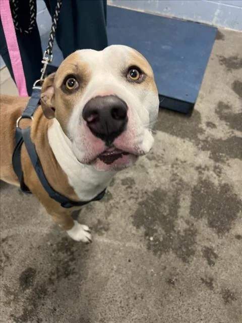 An adult large-sized male Pit Bull Terrier dog named Hulk for adoption in Woodland, CA