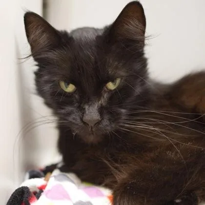 An adult medium-sized female Domestic Medium Hair cat named Courtney for adoption in Verona, WI