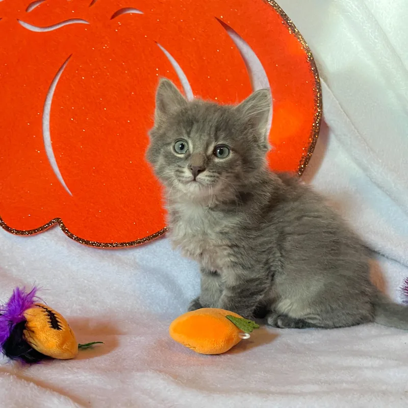 A baby small-sized male Domestic Medium Hair cat named Cider for adoption in Janesville, WI