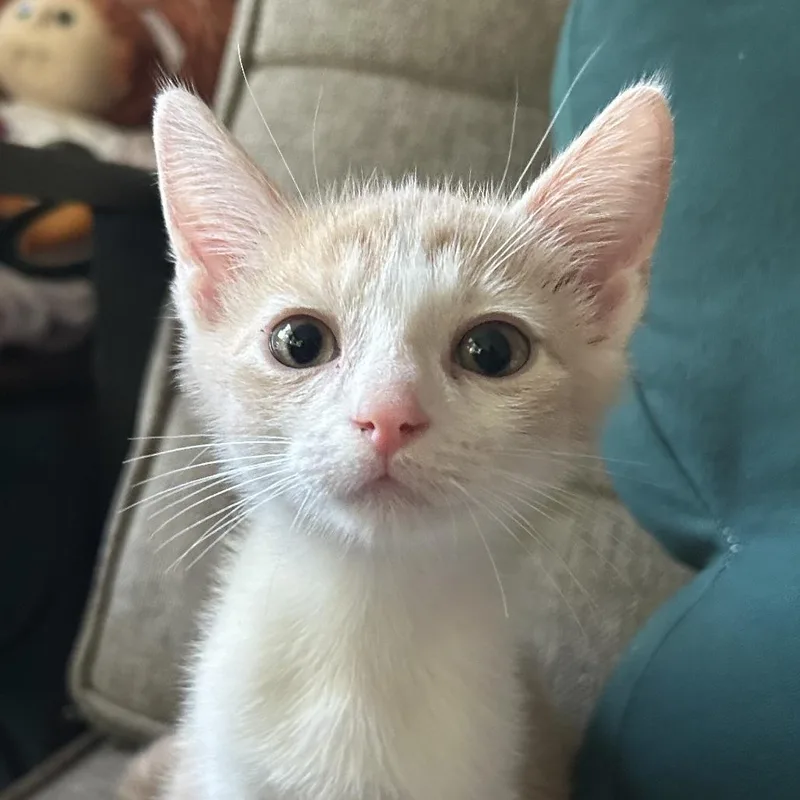 A baby small-sized male Orange / Red Domestic Short Hair cat named Goobie for adoption in Carmel, IN