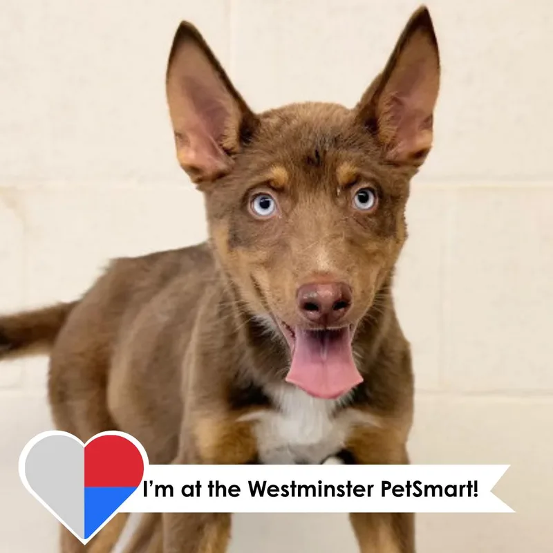 A young medium-sized male Merle (Red) Husky dog named Redington for adoption in Fort Collins, CO