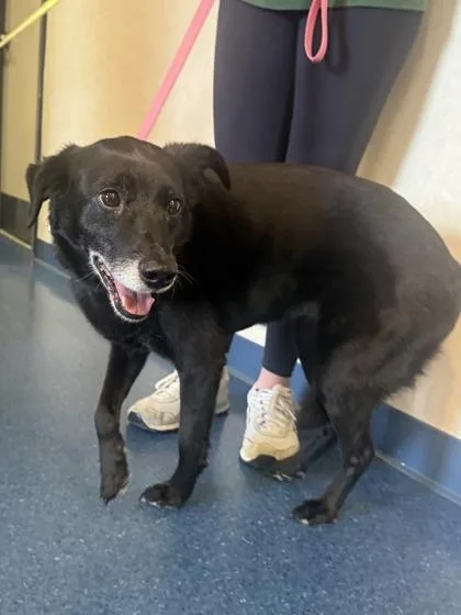 An adult medium-sized female Border Collie dog named Jojo for adoption in King William, VA