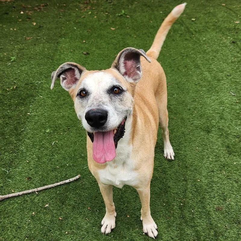 A senior large-sized female Yellow Labrador Retriever dog named Dandy JuM for adoption in Austin, TX