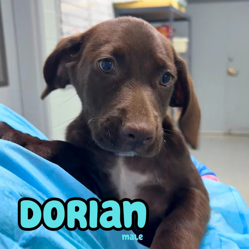 Dorian