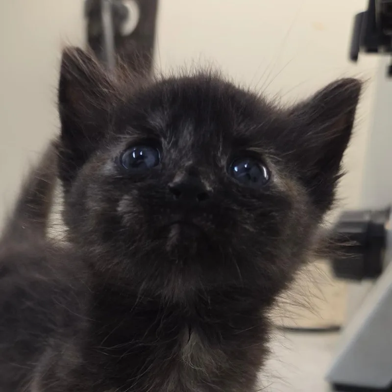 A baby small-sized female Black Domestic Short Hair cat named Sharona for adoption in Auburn, AL