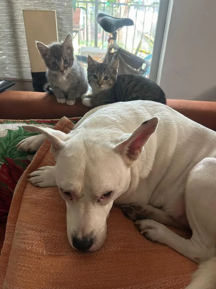 A baby small-sized female Domestic Short Hair cat named Lilu for adoption in Hudson, NH