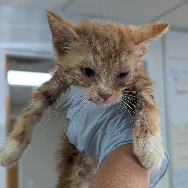 A young medium-sized male Orange / Red Domestic Short Hair cat named Zack for adoption in Canton, IL