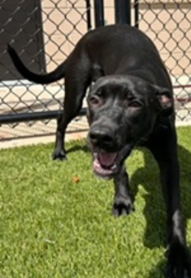 A young large-sized female Labrador Retriever dog named Zoomie for adoption in Sanford, FL