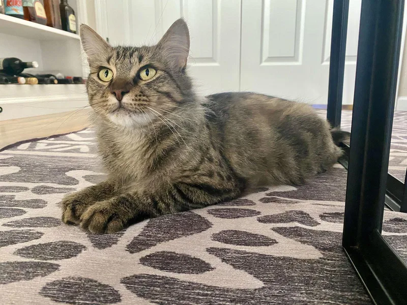 An adult medium-sized female Domestic Medium Hair cat named Mushroom for adoption in Davis, CA