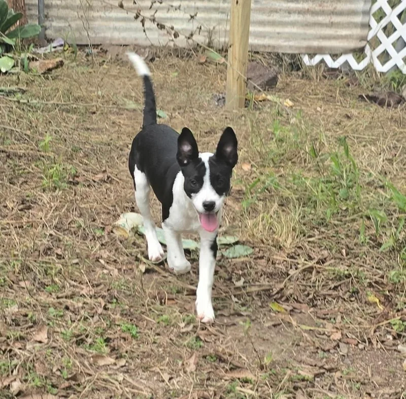 Juliette thumbnail 4