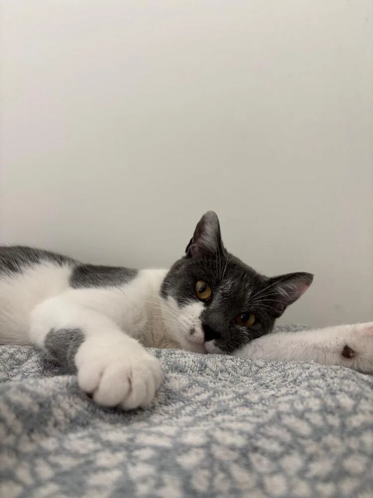 A young medium-sized female Black & White / Tuxedo Domestic Short Hair cat named Jess for adoption in Oceanside, CA