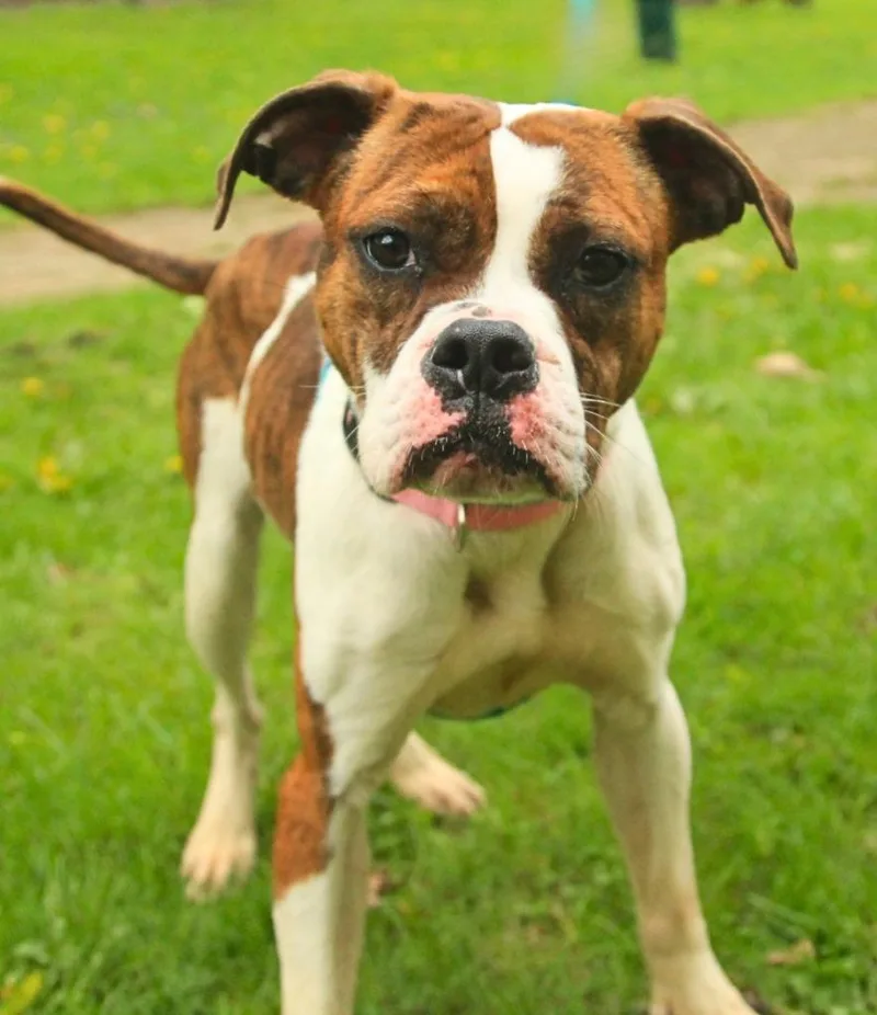 A young medium-sized female Boxer dog named Pabla for adoption in Utica, MI