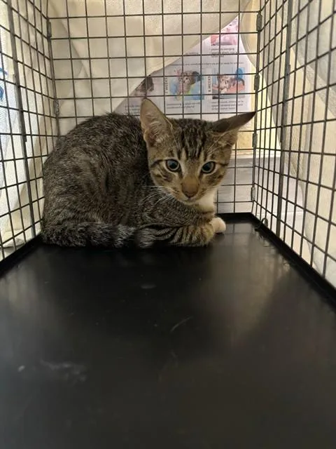 A baby small-sized male Domestic Short Hair cat named Oscar for adoption in Fort Myers, FL
