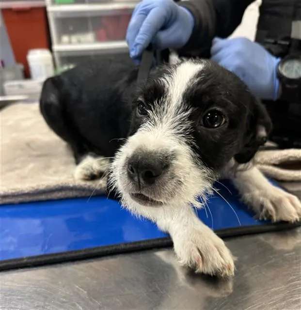 A baby large-sized female Parson Russell Terrier dog named Jelly Jam for adoption in Phoenix, AZ